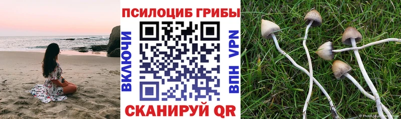Псилоцибиновые грибы Cubensis даркнет состав Касли MEGA ссылка