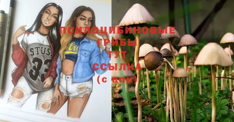 цены наркотик  Касли  Псилоцибиновые грибы Psilocybe 